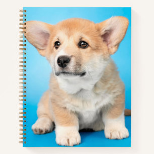 Niedliche Kleintiere Corgi Puppy auf blau Notizblock