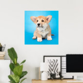 Niedliche Kleintiere | Corgi Puppy auf blau Poster (Heimbüro)
