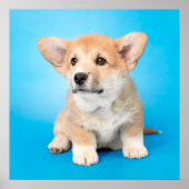 Niedliche Kleintiere | Corgi Puppy auf blau Poster (Vorne)