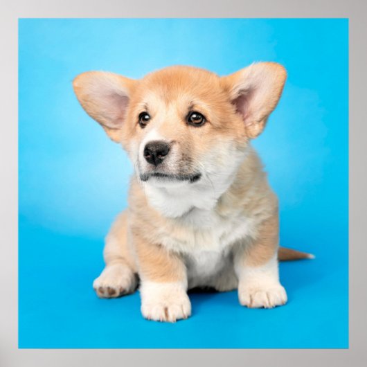 Niedliche Kleintiere | Corgi Puppy auf blau Poster (Vorne)