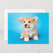 Niedliche Kleintiere | Corgi Puppy auf blau Postkarte (Vorne/Hinten)