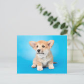 Niedliche Kleintiere | Corgi Puppy auf blau Postkarte (Stehend Vorderseite)