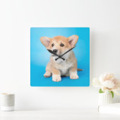 Niedliche Kleintiere | Corgi Puppy auf blau Quadratische Wanduhr (Zuhause)