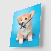 Niedliche Kleintiere | Corgi Puppy auf blau Quadratische Wanduhr (Winkel)