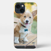 Niedliche Kleintiere | Corgi Puppy auf einer Parkb iPhone Hülle (Rückseite)