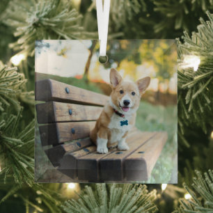 Niedliche Kleintiere Corgi Puppy auf einer Parkb Ornament Aus Glas