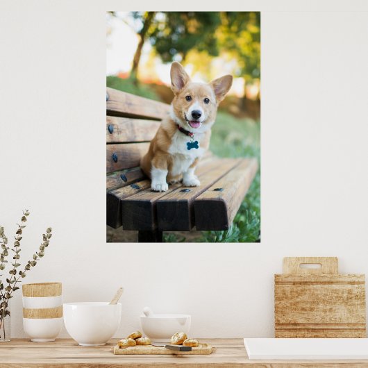 Niedliche Kleintiere | Corgi Puppy auf einer Parkb Poster (Küche)