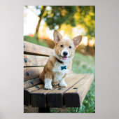 Niedliche Kleintiere | Corgi Puppy auf einer Parkb Poster (Vorne)