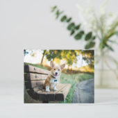 Niedliche Kleintiere | Corgi Puppy auf einer Parkb Postkarte (Stehend Vorderseite)
