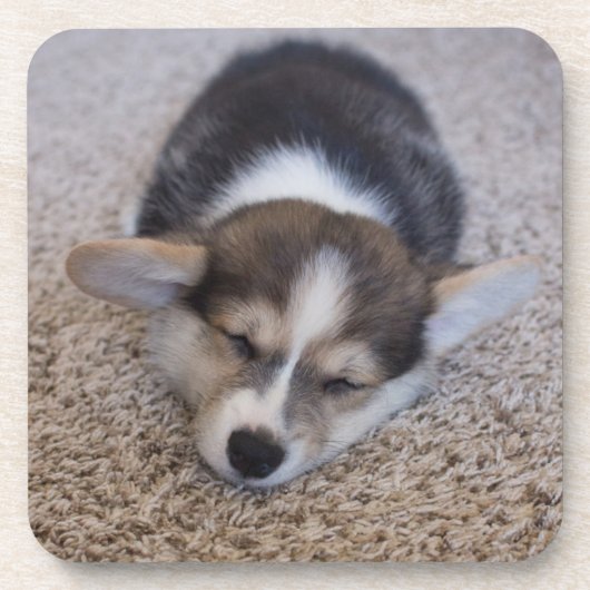 Niedliche Kleintiere | Corgi Puppy auf Shag Rug Getränkeuntersetzer (Vorderseite)