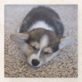 Niedliche Kleintiere | Corgi Puppy auf Shag Rug Glasuntersetzer (Vorderseite)