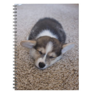Niedliche Kleintiere   Corgi Puppy auf Shag Rug Notizblock