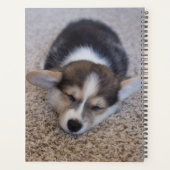 Niedliche Kleintiere | Corgi Puppy auf Shag Rug Planer (Rückseite)