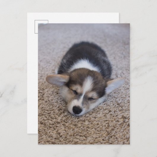 Niedliche Kleintiere | Corgi Puppy auf Shag Rug Postkarte (Vorne/Hinten)