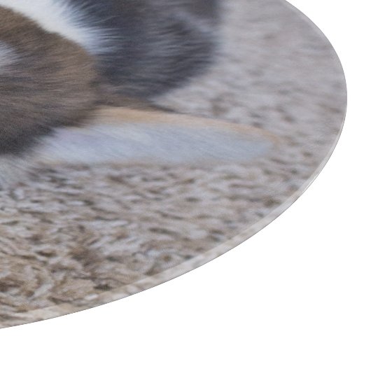 Niedliche Kleintiere | Corgi Puppy auf Shag Rug Schneidebrett (Ecke)