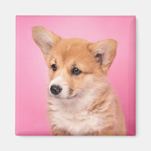 Niedliche Kleintiere   Corgi Puppy in Pink Magnet