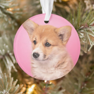 Niedliche Kleintiere Corgi Puppy in Pink Ornament