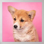 Niedliche Kleintiere | Corgi Puppy in Pink Poster (Vorne)