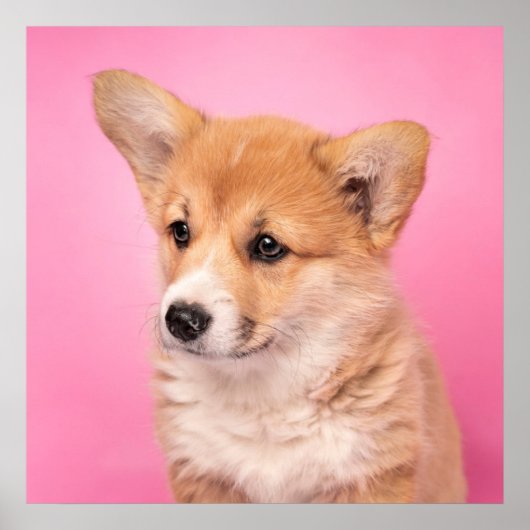 Niedliche Kleintiere | Corgi Puppy in Pink Poster (Vorne)