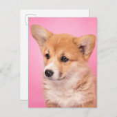 Niedliche Kleintiere | Corgi Puppy in Pink Postkarte (Vorne/Hinten)