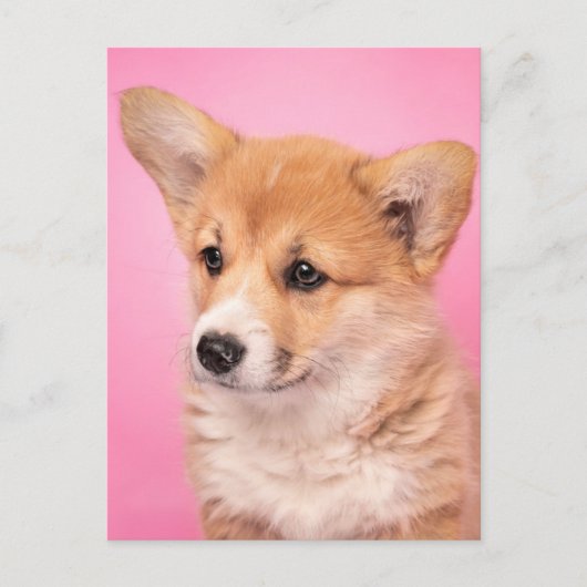 Niedliche Kleintiere | Corgi Puppy in Pink Postkarte (Vorderseite)