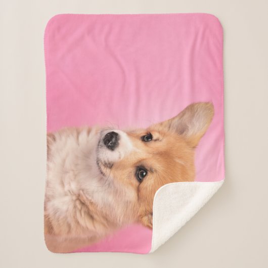 Niedliche Kleintiere | Corgi Puppy in Pink Sherpadecke (Vorderseite)