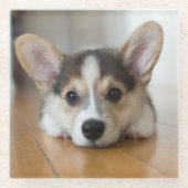 Niedliche Kleintiere | Corgi Puppy Looking Glasuntersetzer (Vorderseite)