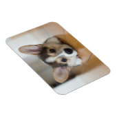 Niedliche Kleintiere | Corgi Puppy Looking Magnet (Rechte Seite)