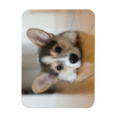 Niedliche Kleintiere | Corgi Puppy Looking Magnet (Vertikal)