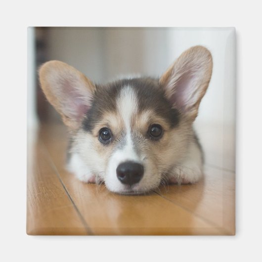 Niedliche Kleintiere | Corgi Puppy Looking Magnet (Vorne)