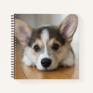 Niedliche Kleintiere Corgi Puppy Looking Notizblock