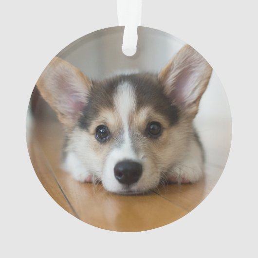 Niedliche Kleintiere | Corgi Puppy Looking Ornament (Rückseite)