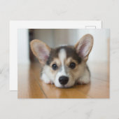 Niedliche Kleintiere | Corgi Puppy Looking Postkarte (Vorne/Hinten)