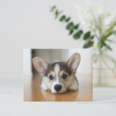 Niedliche Kleintiere | Corgi Puppy Looking Postkarte (Stehend Vorderseite)