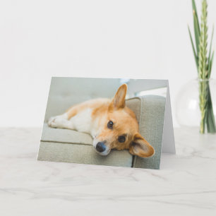 Niedliche Kleintiere   Corgi Puppy on Couch Karte