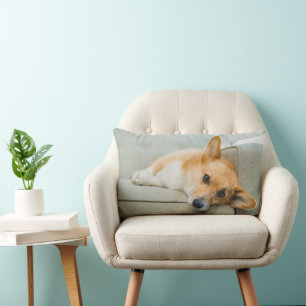 Niedliche Kleintiere   Corgi Puppy on Couch Lendenkissen