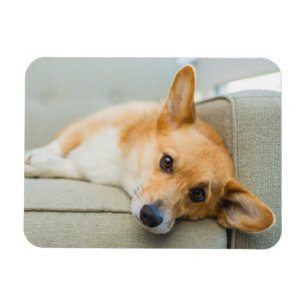 Niedliche Kleintiere   Corgi Puppy on Couch Magnet