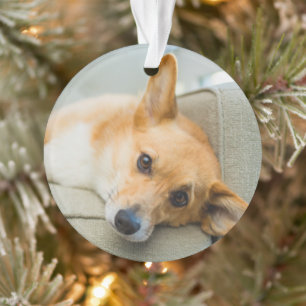 Niedliche Kleintiere Corgi Puppy on Couch Ornament