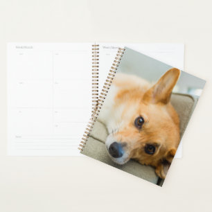 Niedliche Kleintiere   Corgi Puppy on Couch Planer