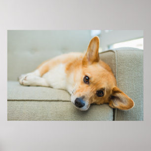 Niedliche Kleintiere   Corgi Puppy on Couch Poster