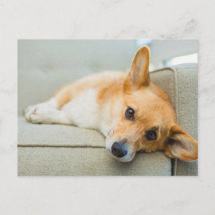 Niedliche Kleintiere Corgi Puppy on Couch Postkarte