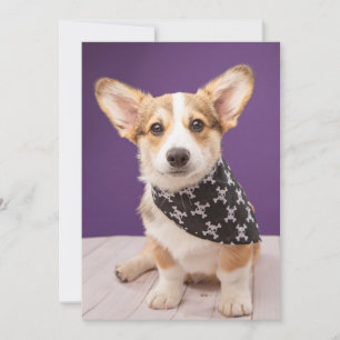 Niedliche Kleintiere   Corgi Puppy Skull Bandana Dankeskarte