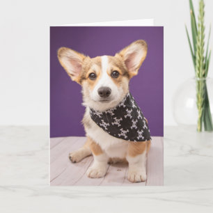 Niedliche Kleintiere   Corgi Puppy Skull Bandana Karte