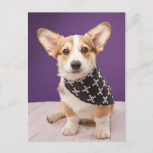 Niedliche Kleintiere Corgi Puppy Skull Bandana Postkarte