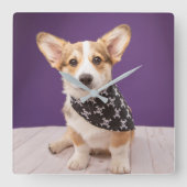 Niedliche Kleintiere | Corgi Puppy Skull Bandana Quadratische Wanduhr (Vorderseite)