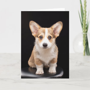 Niedliche Kleintiere   Corgi Puppy Stehend Tal Karte