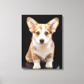 Niedliche Kleintiere | Corgi Puppy Stehend Tal Leinwanddruck (Vorderseite)