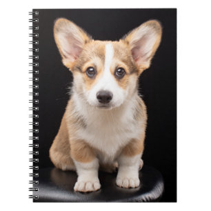 Niedliche Kleintiere Corgi Puppy Stehend Tal Notizblock