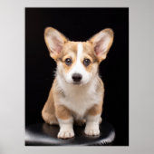 Niedliche Kleintiere | Corgi Puppy Stehend Tal Poster (Vorne)