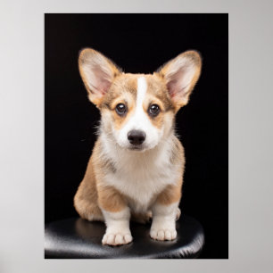 Niedliche Kleintiere   Corgi Puppy Stehend Tal Poster